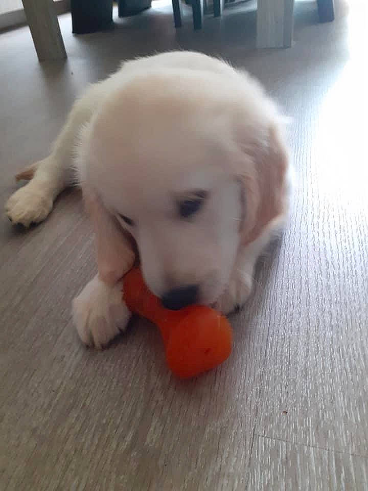 Rox participe au concours pour gagner de l'argent avec cette photo : ball, canidae, carnivore, companion_dog, dog, dog_breed, dog_supply, dog_toy, fawn, floor, flooring, football, fur, hardwood, paw, retriever, snout, tail, wood, working_animal