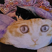 Fran joined the competition — help win amazing prizes! cat, black_and_white_cat, blanket, pillow, cat_face_pillow, furniture, indoor, cozy, resting, soft_texture, plush, cute, animal, pet, home, comfort, relaxation, pattern, fabric, colorful
