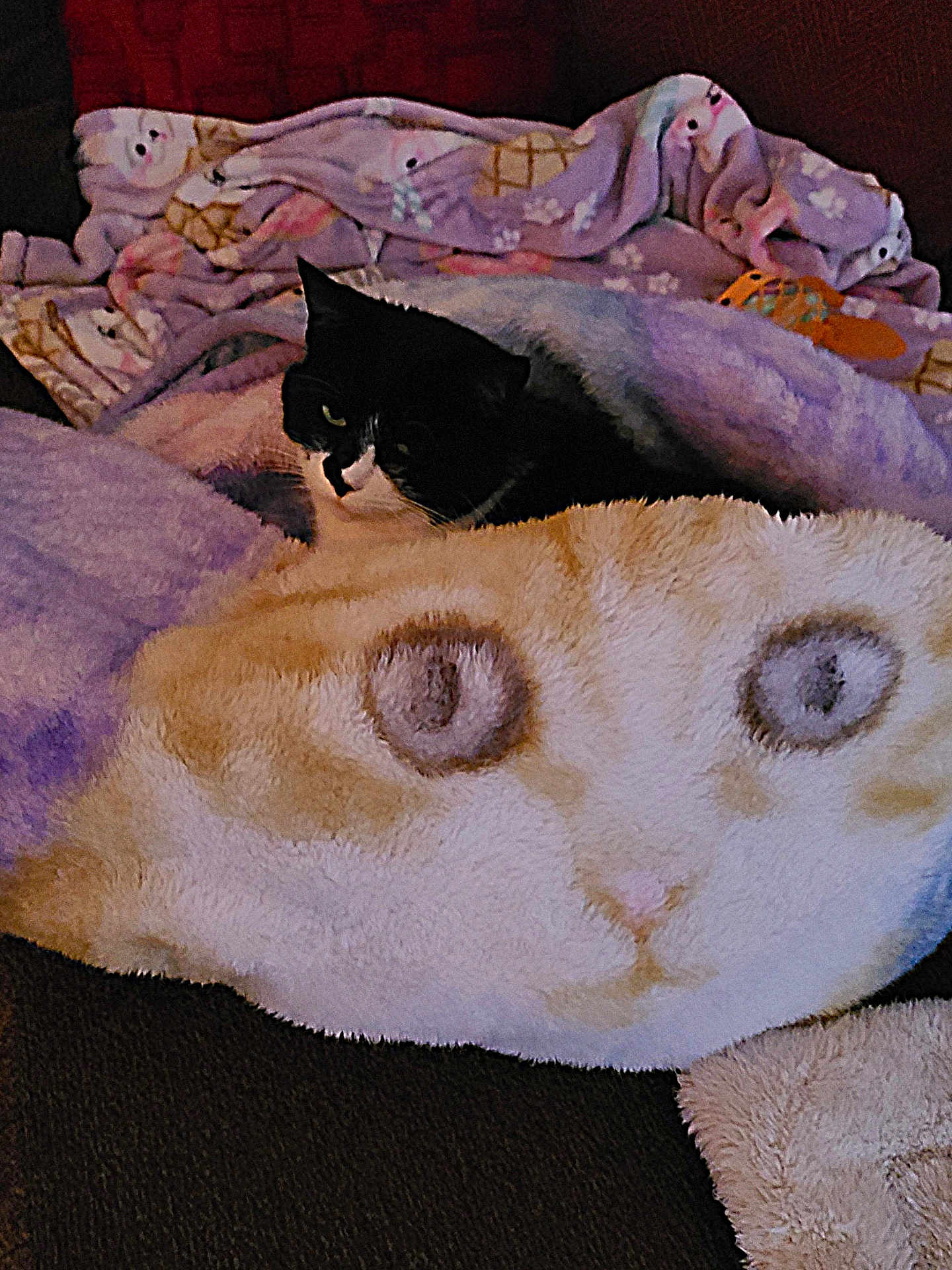 Fran joined the competition — help win amazing prizes! cat, black_and_white_cat, blanket, pillow, cat_face_pillow, furniture, indoor, cozy, resting, soft_texture, plush, cute, animal, pet, home, comfort, relaxation, pattern, fabric, colorful