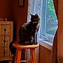 cat, stool, window, curtain, indoor, furniture, wood, animal, pet, sitting, daylight, lace, decor, quiet, cozy, brown, orange, shadow, still_life, calm