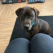 Brownie is registered to the contest to win money with this photo: dog, brindle, collar, indoor, floor, rug, knees, pet_bed, crate, toy, wood_floor, looking_up, curious, brown, black, furniture, home, animal, companion, domestic