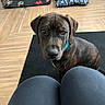dog, brindle, collar, indoor, floor, rug, knees, pet_bed, crate, toy, wood_floor, looking_up, curious, brown, black, furniture, home, animal, companion, domestic