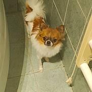 Wicket participe au concours pour gagner de l'argent avec cette photo : animal, brown_and_white, companion, curious, curled_tail, cute, dog, domestic, ears_up, floor, fur, indoor, looking_up, mammal, narrow_space, pet, small_dog, standing, tile, wall