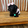 dog, black_dog, pet, bench, wooden_bench, pink_bow, pink_clothing, small_dog, indoor, flooring, fur, cute, animal, collar, tag, sitting, looking_away, domestic_animal, portrait, calm