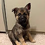 puppy, dog, german_shepherd, young, pet, indoor, carpet, fur, ears, cute, animal, canine, sitting, looking, face, adorable, young_animal, domestic_animal, companion, furry