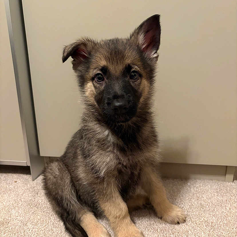 Nala joined the competition — help win amazing prizes! adorable, animal, canine, carpet, companion, cute, dog, domestic_animal, ears, face, fur, furry, german_shepherd, indoor, looking, pet, puppy, sitting, young, young_animal