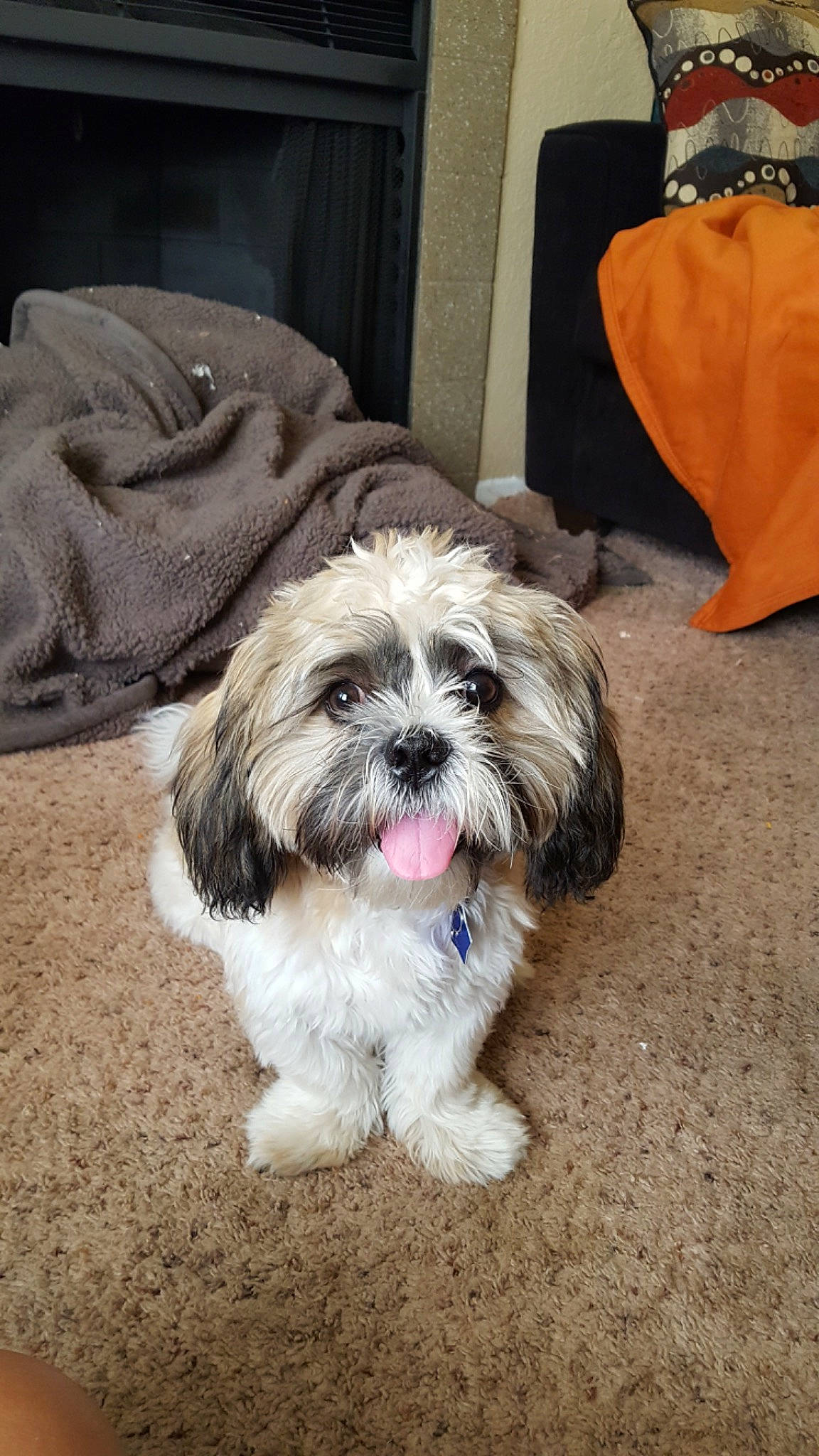 Bernard joined the competition — help win amazing prizes! bag, canidae, carnivore, companion_dog, dog, dog_breed, fur, grass, grey, liver, luggage_and_bags, mal_shi, shih_poo, shih_tzu, snout, sporting_group, terrestrial_animal, terrier, toy_dog, working_animal