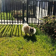 éros participe au concours pour gagner de l'argent avec cette photo : animal, building, bushes, canine, cap, cute, daytime, dog, fence, fluffy, grass, greenery, outdoor, pet, shadow, small_dog, summer, sunglasses, sunlight, yard