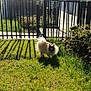 animal, building, bushes, canine, cap, cute, daytime, dog, fence, fluffy, grass, greenery, outdoor, pet, shadow, small_dog, summer, sunglasses, sunlight, yard