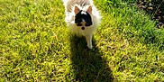 éros participe au concours pour gagner de l'argent avec cette photo : animal, cap, cute, dog, fence, fluffy, grass, greenery, nature, outdoor, pet, shadow, small_dog, summer, sunglasses, sunlight, sunny, walking, white, yard