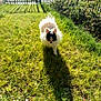 animal, cap, cute, dog, fence, fluffy, grass, greenery, nature, outdoor, pet, shadow, small_dog, summer, sunglasses, sunlight, sunny, walking, white, yard