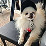 animal, black_cap, cap, chair, cute, dog, fluffy, fur, harness, looking_up, mouth_open, outdoor, paw, pet, pomeranian, red_harness, sitting, small_dog, texture, white_fur