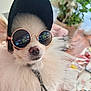 accessory, animal, canine, closeup, cool, cute, dog, domestic, face, fashion, fluffy, fur, hat, indoor, pet, portrait, relaxed, stylish, sunglasses, white