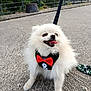 animal, bow_tie, canine, cute, daylight, dog, fence, fluffy, greenery, happy, harness, leash, outdoor, pavement, pet, pomeranian, sitting, small_dog, tongue_out, white