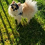 éros a rejoint le concours — aidez-le/la à gagner de superbes lots ! animal, canine, cap, cute, daylight, dog, fashion, fence, fluffy, grass, nature, outdoor, pet, pomeranian, portrait, shadow, small_dog, summer, sunglasses, sunlight