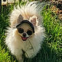 éros a rejoint le concours — aidez-le/la à gagner de superbes lots ! animal, canine, cap, cute, dog, fence, fluffy, grass, happy, nature, outdoor, pet, portrait, shadow, small_dog, summer, sunglasses, sunlight, walking, white