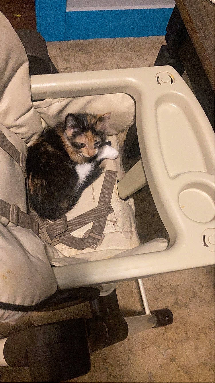 Piper is registered to the contest to win money with this photo: armrest, automotive_design, bag, canidae, carnivore, cat, cat_bed, cat_supply, chair, comfort, companion_dog, fawn, felidae, fur, luggage_and_bags, room, small_to_medium_sized_cats, suitcase, tail, whiskers