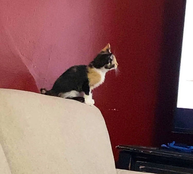 Piper joined the competition — help win amazing prizes! carnivore, cat, comfort, computer, computer_keyboard, domestic_short_haired_cat, felidae, fur, hardwood, output_device, personal_computer, plant, room, small_to_medium_sized_cats, stairs, tail, tree, whiskers, window, wood