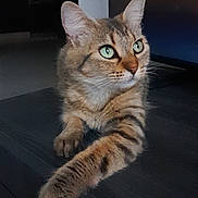 Clochette participe au concours pour gagner de l'argent avec cette photo : cat, tabby, feline, pet, animal, green_eyes, fur, whiskers, paw, indoor, resting, looking_away, striped, cute, domestic, mammal, household, relaxed, closeup, portrait