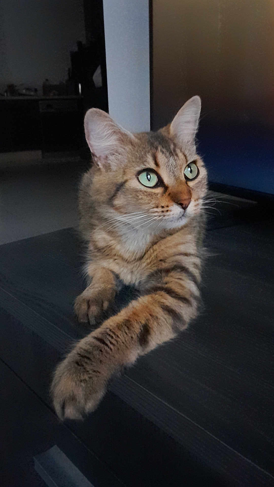 Clochette participe au concours pour gagner de l'argent avec cette photo : cat, tabby, feline, pet, animal, green_eyes, fur, whiskers, paw, indoor, resting, looking_away, striped, cute, domestic, mammal, household, relaxed, closeup, portrait