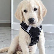 Bobby participe au concours pour gagner de l'argent avec cette photo : animal, cream_fur, cute, dog, fluffy, front_view, golden_retriever, gray_wall, harness, home, indoors, looking_at_camera, marble_floor, paws, pet, portrait, puppy, sitting, tail, white_trim