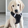 animal, cream_fur, cute, dog, fluffy, front_view, golden_retriever, gray_wall, harness, home, indoors, looking_at_camera, marble_floor, paws, pet, portrait, puppy, sitting, tail, white_trim