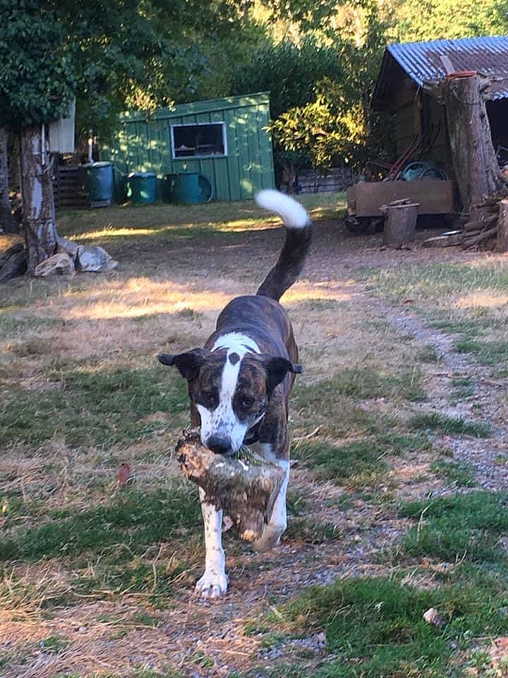 Jelly participe au concours pour gagner de l'argent avec cette photo : canidae, carnivore, collar, companion_dog, dog, dog_breed, grass, herding_dog, landscape, plant, snout, soil, sporting_group, tail, terrestrial_animal, tree, window, working_animal, working_dog, yard