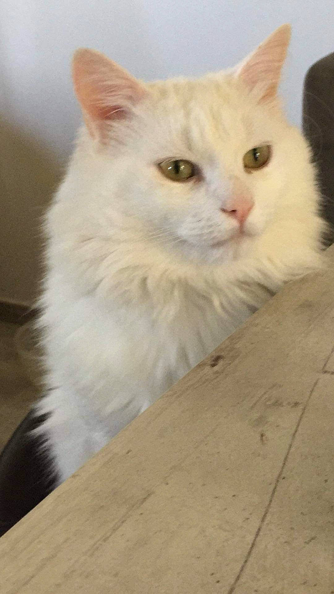 Nicky participe au concours pour gagner de l'argent avec cette photo : carnivore, cat, domestic_short_haired_cat, eye, fawn, felidae, flooring, fur, hardwood, paw, small_to_medium_sized_cats, snout, tail, terrestrial_animal, whiskers, window, wood