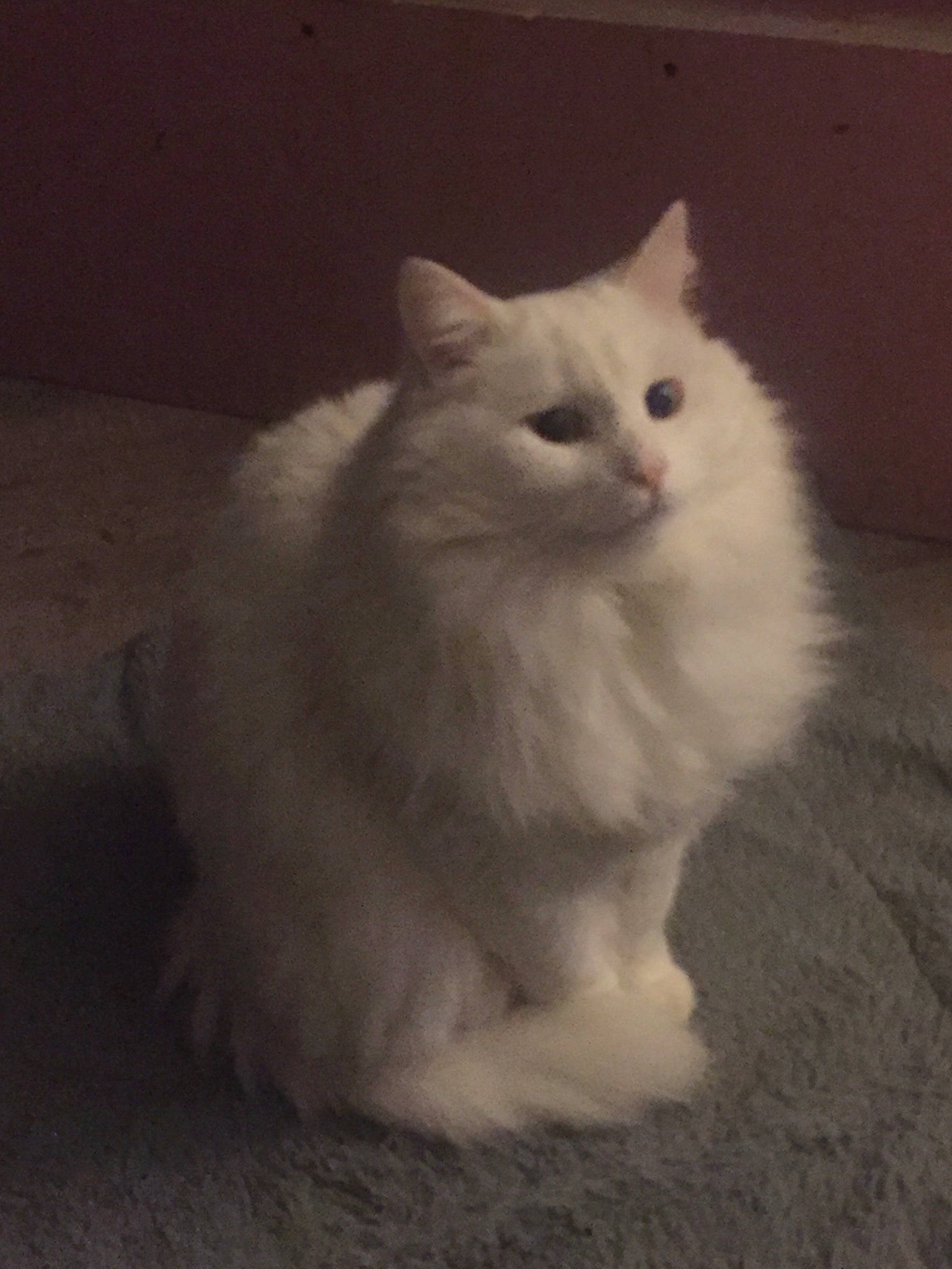 Nicky a rejoint le concours — aidez-le/la à gagner de superbes lots ! british_longhair, carnivore, cat, darkness, eye, felidae, flooring, fur, paw, small_to_medium_sized_cats, snout, tail, terrestrial_animal, whiskers