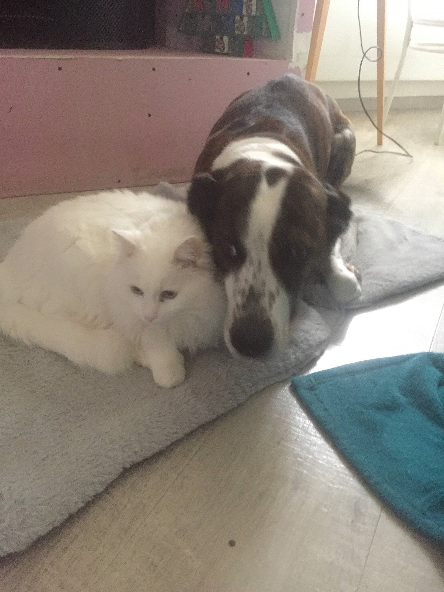 Nicky participe au concours pour gagner de l'argent avec cette photo : canidae, carnivore, comfort, companion_dog, dog, dog_breed, fawn, felidae, flooring, fur, hardwood, paw, small_to_medium_sized_cats, snout, sporting_group, tail, toy, whiskers, wood, working_animal