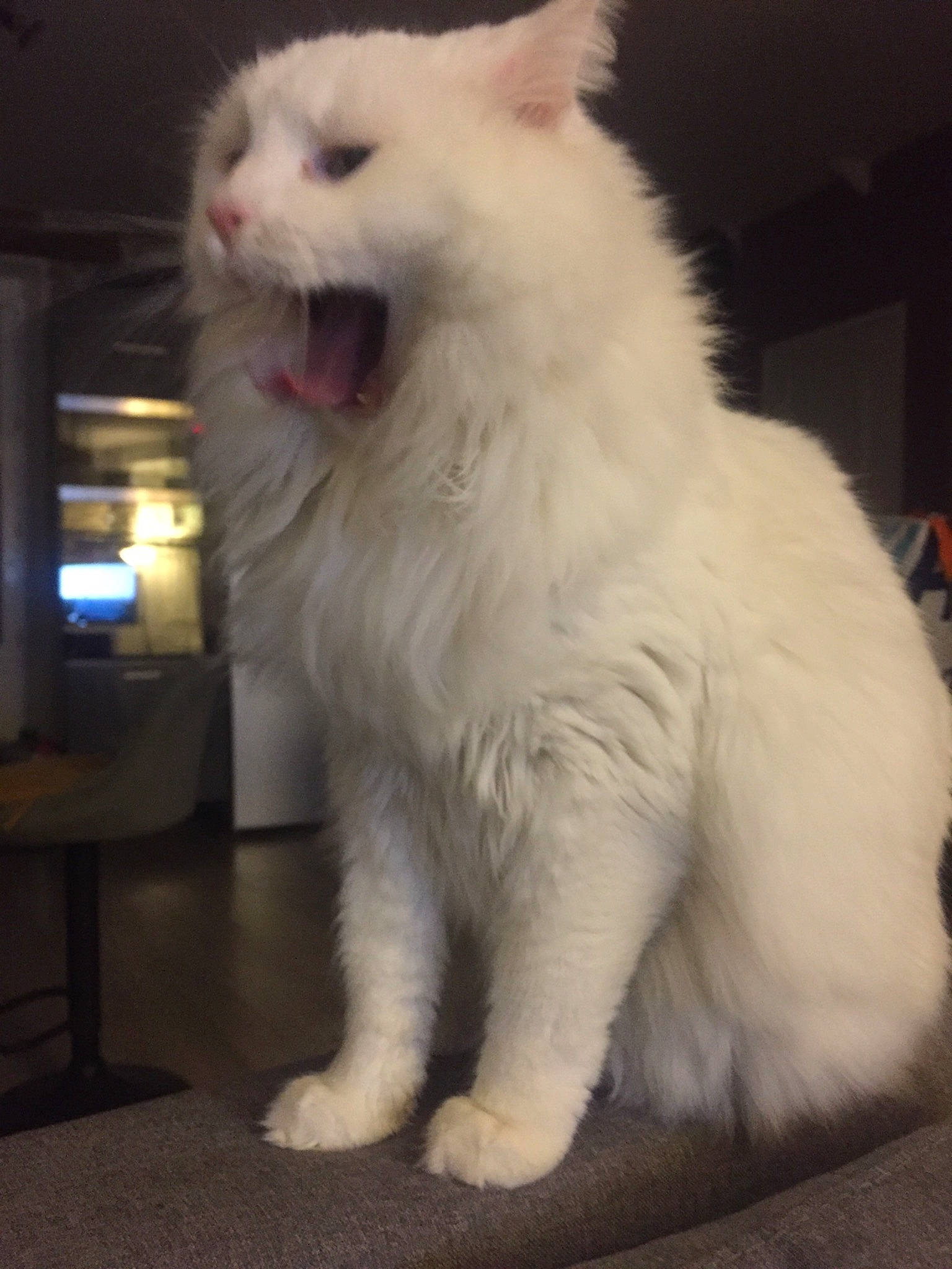 Nicky a rejoint le concours — aidez-le/la à gagner de superbes lots ! carnivore, cat, claw, eye, fang, felidae, fur, small_to_medium_sized_cats, snout, terrestrial_animal, whiskers, window