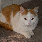 Moustache participe au concours pour gagner de l'argent avec cette photo :