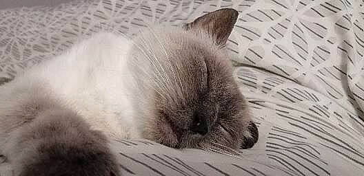 Bambie participe au concours pour gagner de l'argent avec cette photo : birman, carnivore, cat, comfort, domestic_short_haired_cat, felidae, fur, grey, nap, ragdoll, siamese, small_to_medium_sized_cats, terrestrial_animal, whiskers