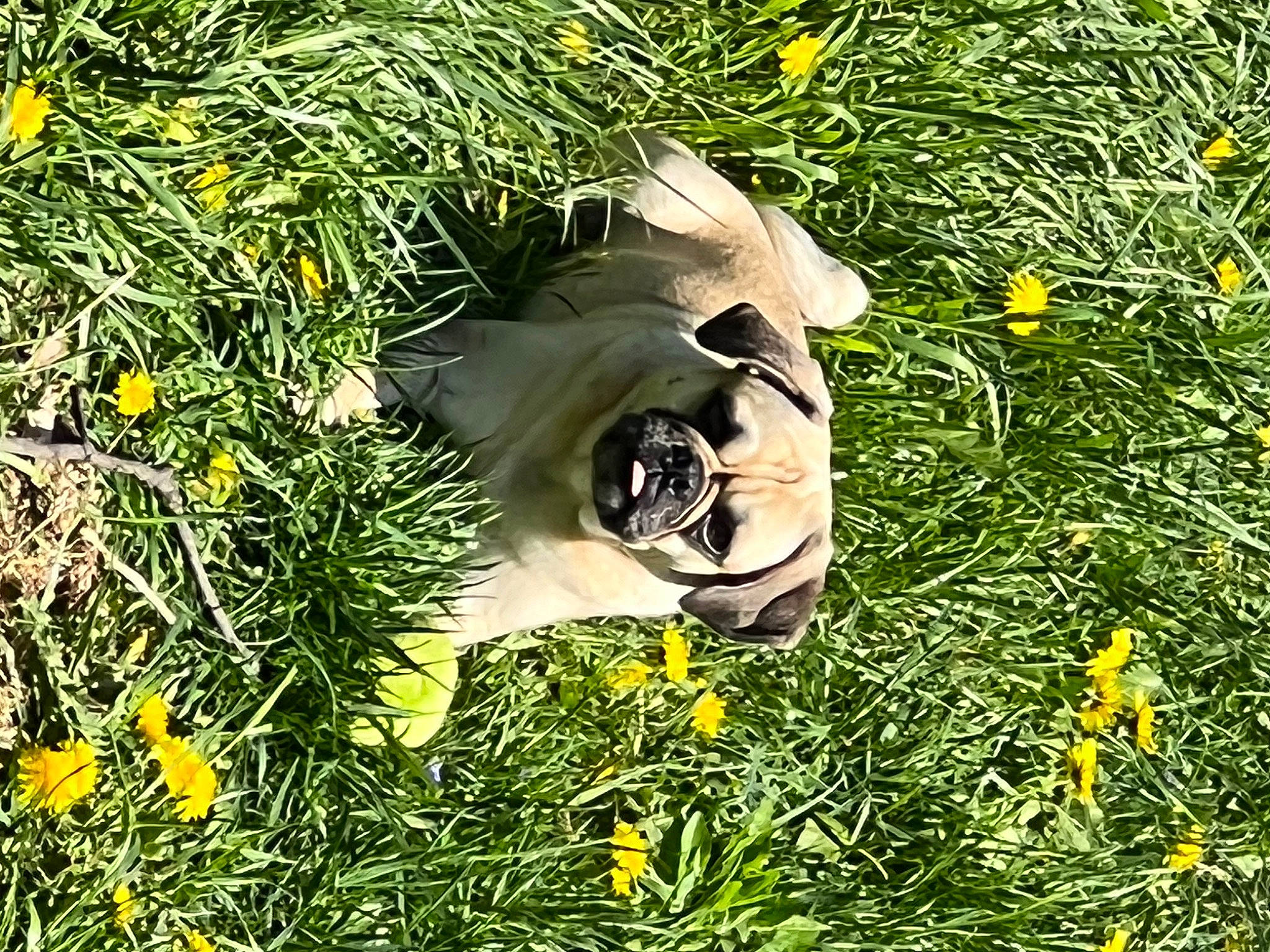 Jax joined the competition — help win amazing prizes! dog, flower, flowering_plant, grass, grass_family, grassland, groundcover, happy, herbaceous_plant, lawn, lawn_ornament, meadow, natural_landscape, pasture, people_in_nature, petal, plant, prairie, shrub, wildlife