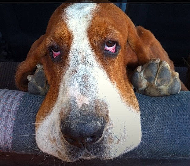 Droopy a rejoint le concours — aidez-le/la à gagner de superbes lots ! american_foxhound, artois_hound, basset_artesien_normand, basset_hound, canidae, carnivore, companion_dog, dog, dog_breed, english_coonhound, english_foxhound, finnish_hound, harrier, hound, mammal, nose, schweizer_laufhund, snout, treeing_walker_coonhound, vertebrate