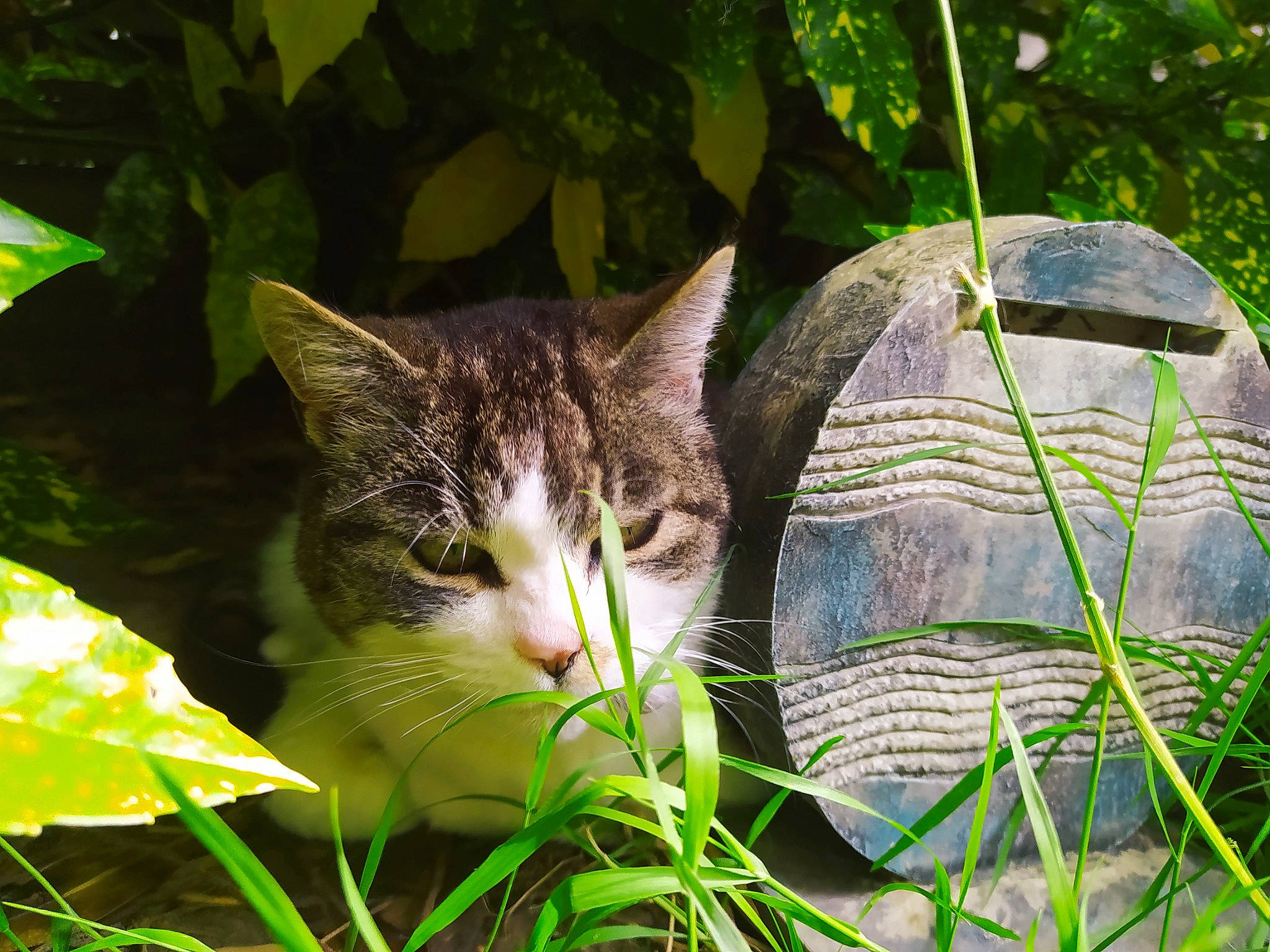 Mimi a rejoint le concours — aidez-le/la à gagner de superbes lots ! carnivore, cat, domestic_short_haired_cat, felidae, fur, garden, grass, grassland, groundcover, plant, small_to_medium_sized_cats, snout, tail, terrestrial_animal, terrestrial_plant, tree, vegetation, whiskers, wildlife, wood