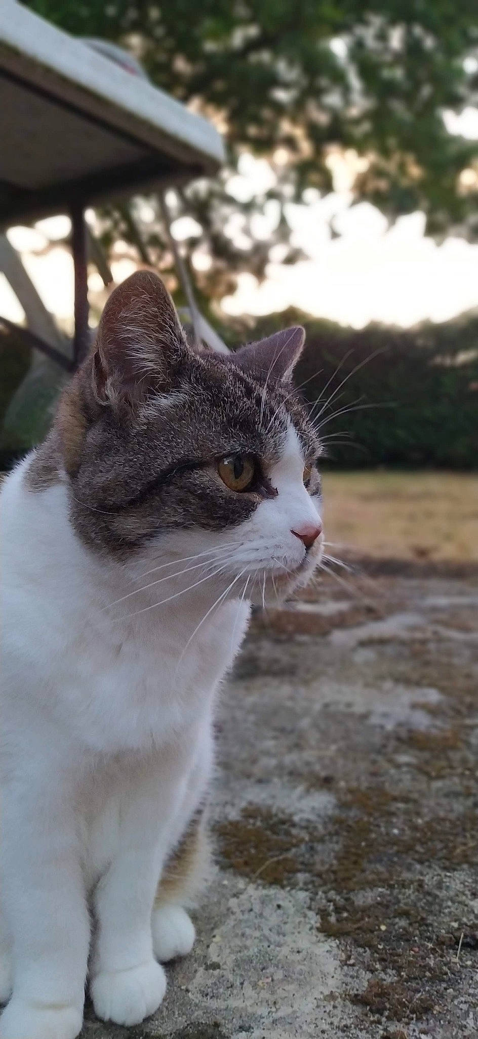 Mimi a rejoint le concours — aidez-le/la à gagner de superbes lots ! carnivore, cat, domestic_short_haired_cat, eye, fawn, felidae, fur, grass, plant, road_surface, sand, small_to_medium_sized_cats, snout, tail, terrestrial_animal, tree, whiskers, wildlife, window, wood