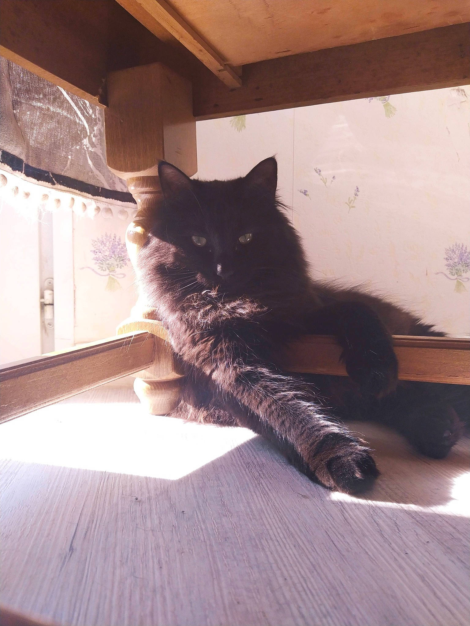 Réglisse a rejoint le concours — aidez-le/la à gagner de superbes lots ! black_cat, carnivore, cat, comfort, domestic_short_haired_cat, felidae, floor, flooring, fur, grey, hardwood, human_leg, small_to_medium_sized_cats, snout, stairs, tail, tints_and_shades, whiskers, window, wood