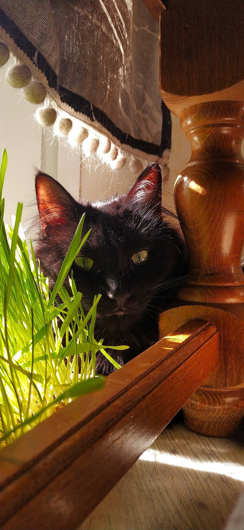 Réglisse participe au concours pour gagner de l'argent avec cette photo : bombay, brown, carnivore, cat, chair, felidae, flowerpot, grass, houseplant, light, mammal, plant, small_to_medium_sized_cats, snout, tail, tints_and_shades, vertebrate, whiskers, window, wood