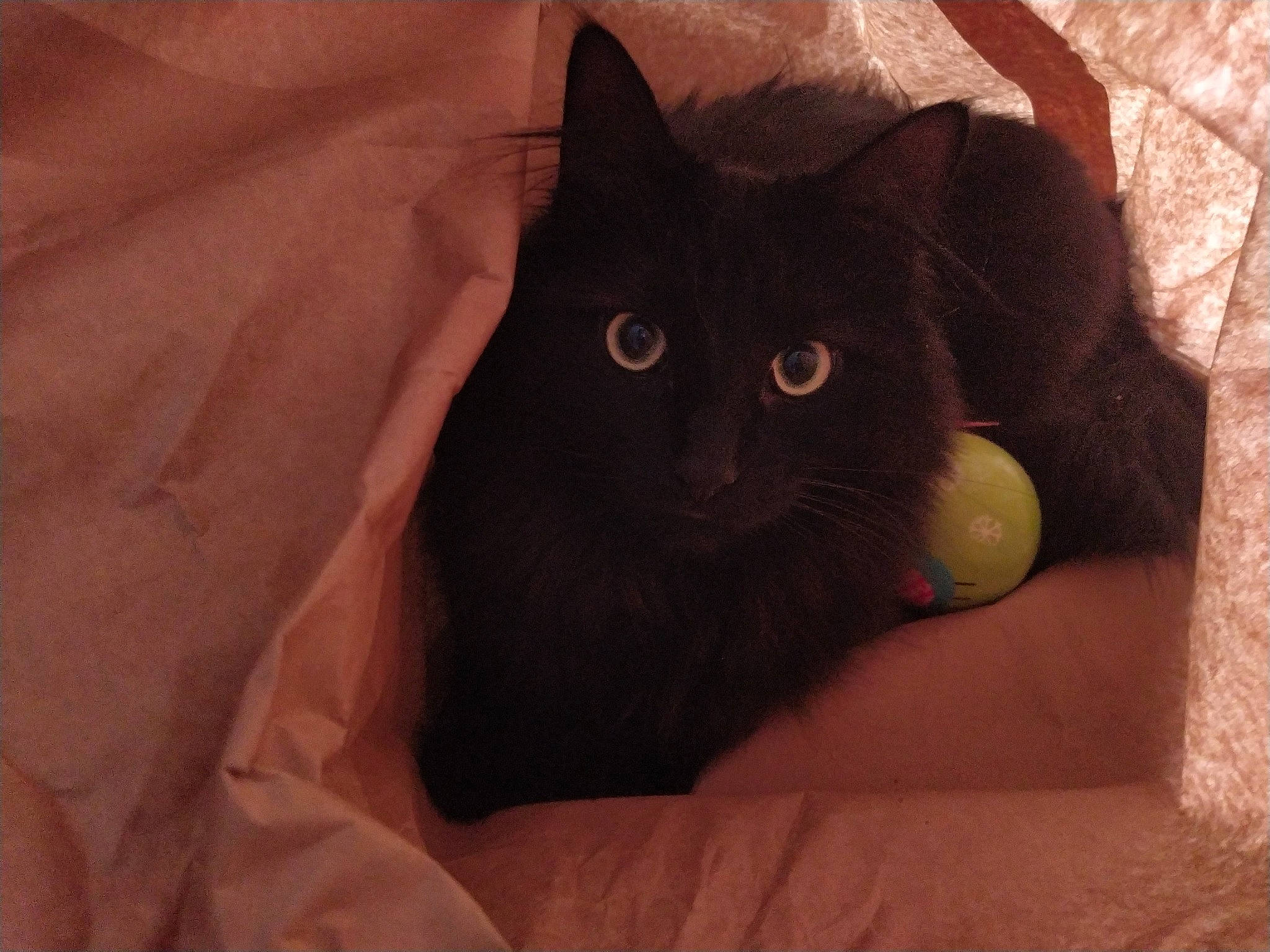 Réglisse a rejoint le concours — aidez-le/la à gagner de superbes lots ! black_cat, brown, carnivore, cat, comfort, domestic_short_haired_cat, felidae, fur, grey, small_to_medium_sized_cats, snout, terrestrial_animal, whiskers