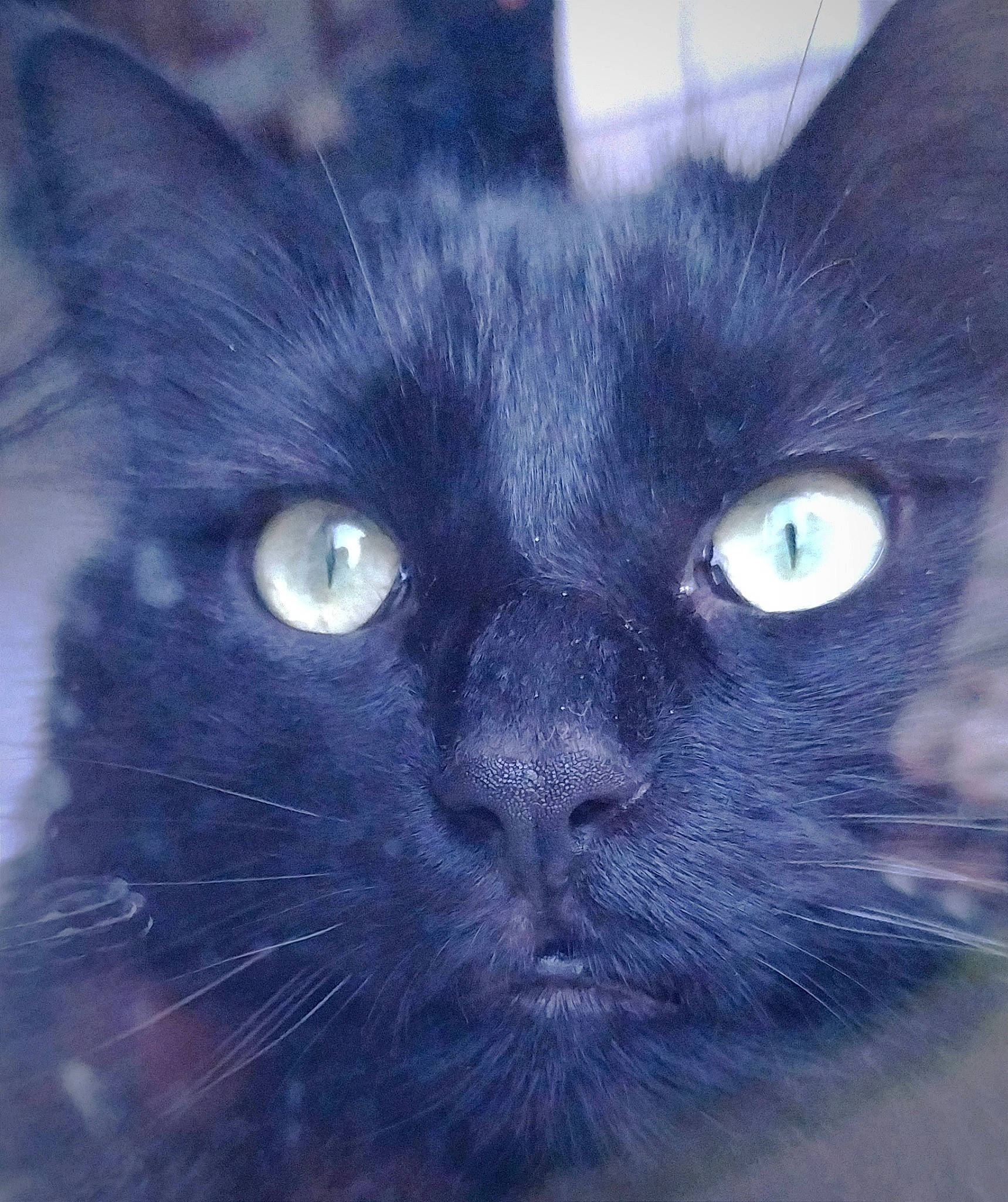 Réglisse a rejoint le concours — aidez-le/la à gagner de superbes lots ! art, black_cat, bombay, carnivore, cat, domestic_short_haired_cat, electric_blue, eye, felidae, fur, iris, small_to_medium_sized_cats, snout, terrestrial_animal, whiskers