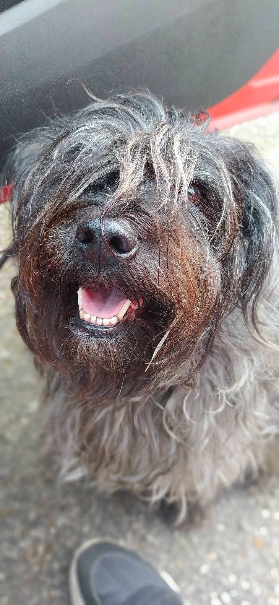 Gipsy participe au concours pour gagner de l'argent avec cette photo : canidae, carnivore, companion_dog, dog, dog_breed, fur, liver, non_sporting_group, small_terrier, snout, sporting_group, terrestrial_animal, terrier, toy_dog, water_dog, working_animal