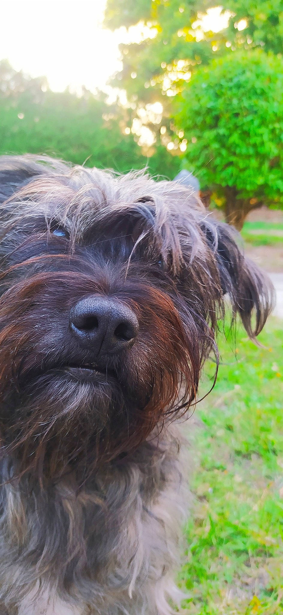 Gipsy participe au concours pour gagner de l'argent avec cette photo : canidae, carnivore, companion_dog, dog, dog_breed, fur, grass, liver, pudelpointer, small_terrier, snout, sporting_group, terrestrial_animal, terrier, water_dog, working_animal