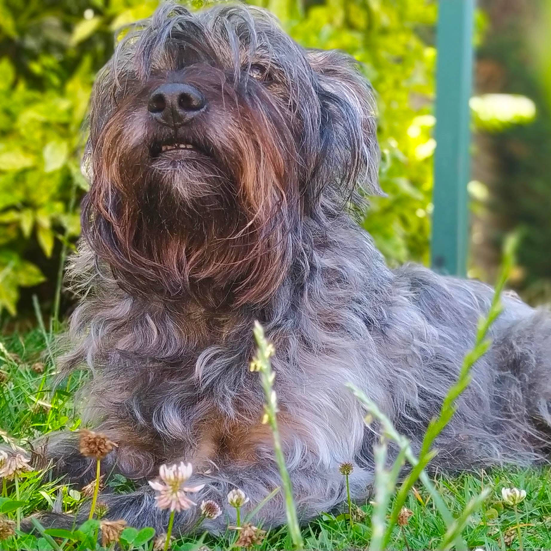 Gipsy participe au concours pour gagner de l'argent avec cette photo : canidae, carnivore, companion_dog, dog, dog_breed, fur, grass, groundcover, liver, plant, small_terrier, snout, sporting_group, terrestrial_animal, terrier, toy_dog, working_animal