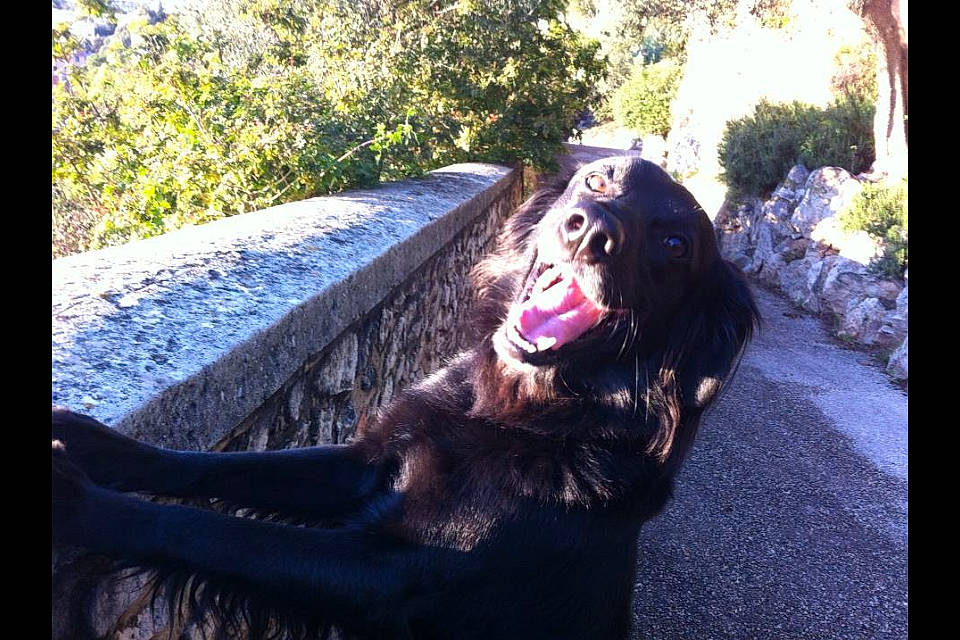 DIDJI a rejoint le concours — aidez-le/la à gagner de superbes lots ! boykin_spaniel, canidae, carnivore, companion_dog, dog, dog_breed, english_cocker_spaniel, flat_coated_retriever, guard_dog, hovawart, labrador_retriever, retriever, spaniel, sporting_group