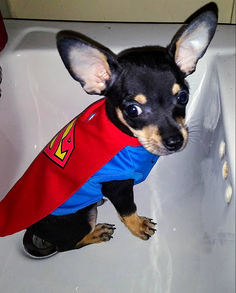 Sir Duke Rockafeller is registered to the contest to win money with this photo: canidae, carnivore, chihuahua, collar, companion_dog, dog, dog_breed, dog_clothes, dog_supply, ear, electric_blue, fawn, head, prazsky_krysarik, sleeve, snout, sporting_group, toy_dog, whiskers, working_animal