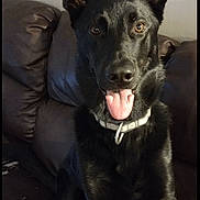 Horchato is registered to the contest to win money with this photo: dog, black_dog, pet, tongue_out, ears_up, couch, leather_couch, indoor, home, animal, canine, collar, sitting, looking_at_camera, happy, playful, brown, furniture, portrait, domestic