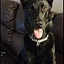 dog, black_dog, pet, tongue_out, ears_up, couch, leather_couch, indoor, home, animal, canine, collar, sitting, looking_at_camera, happy, playful, brown, furniture, portrait, domestic