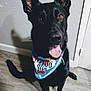 Horchato is registered to the contest to win money with this photo: dog, black_dog, bandana, indoor, floor, happy, pet, animal, ears, tongue, mouth_open, shadow, looking_up, canine, domestic_animal, companion, flooring, wall, door, cute