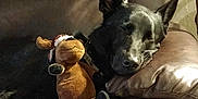 Horchato is registered to the contest to win money with this photo: dog, black_dog, sleeping, couch, leather, plush_toy, moose_toy, indoor, pet, resting, cozy, animal, fur, snout, ears, pillow, relaxed, home, companion, cute